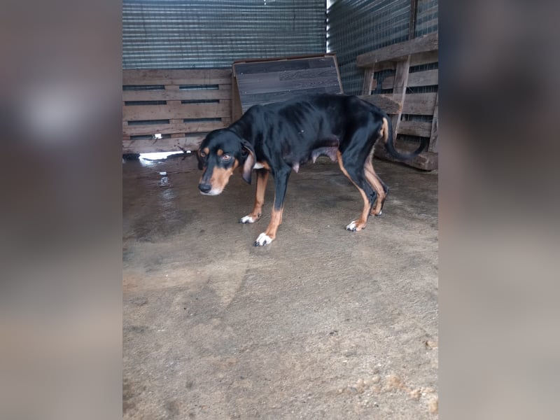 Flocke - So viel verloren, so viel Liebe zu geben