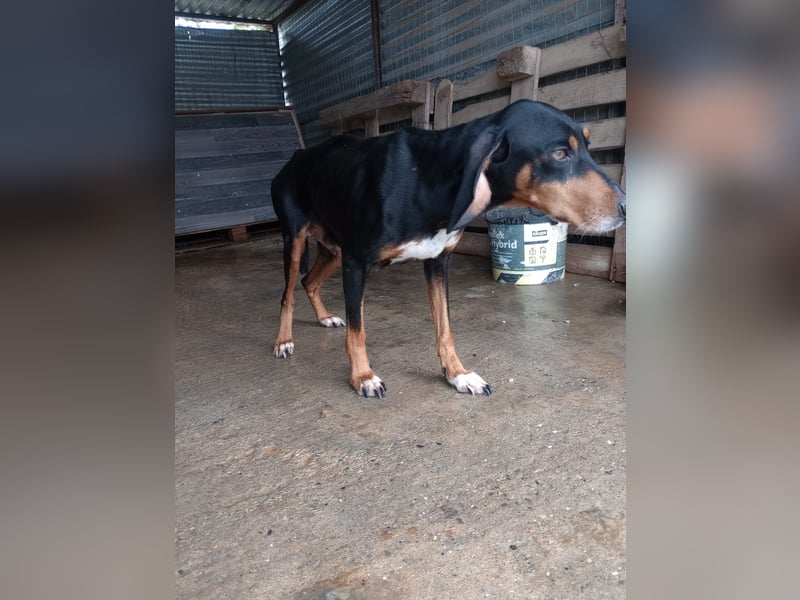 Flocke - So viel verloren, so viel Liebe zu geben