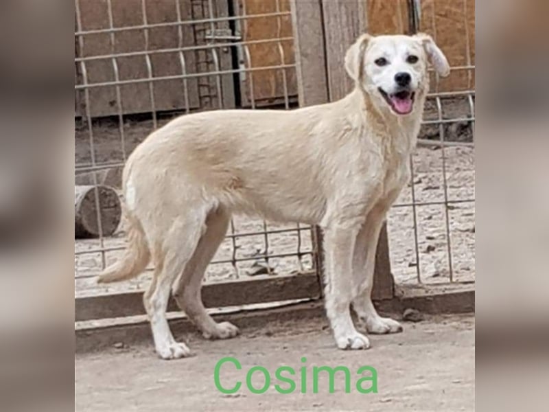 COSIMA