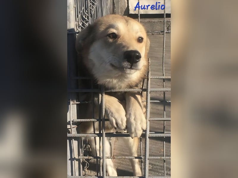 Goldjunge AURELIO sucht Familienanschluß