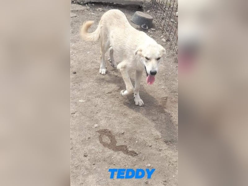 TEDDY