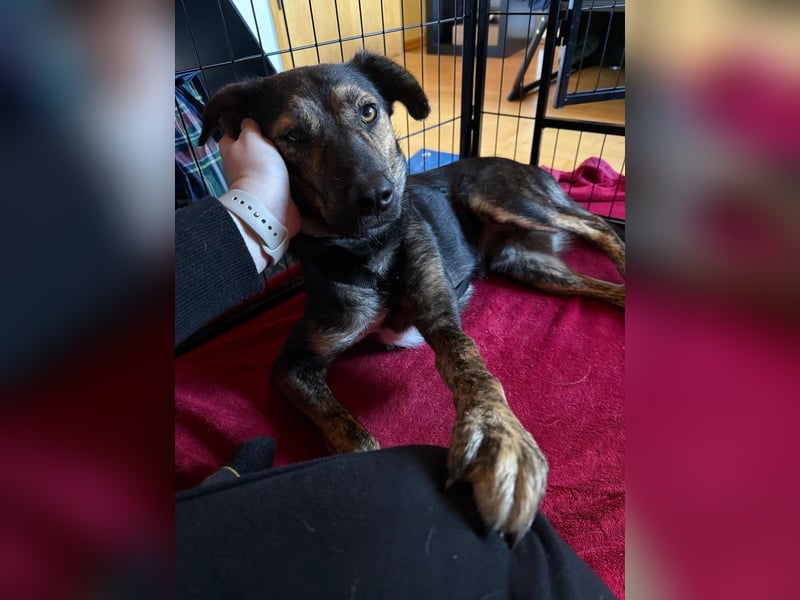 Ibiza- toller Junghund