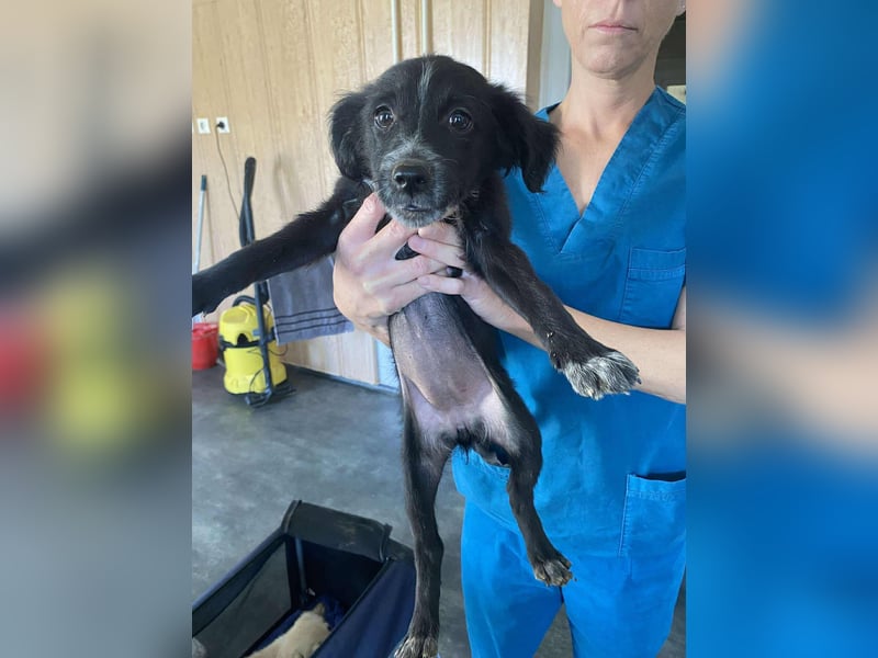 Fekete, kleine lebhafte Hündin