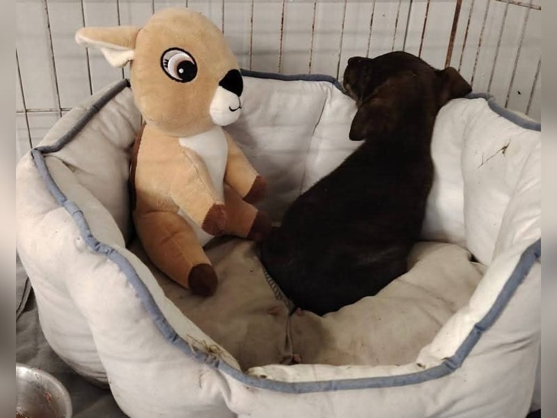 Gyurmi, kleiner zarter Welpe