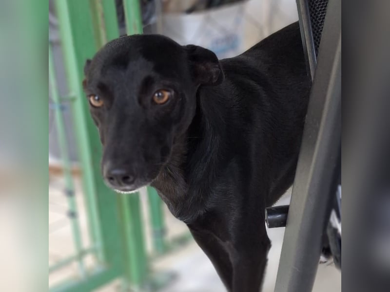 Lola- sucht ein Zuhause / eine Pflegestelle