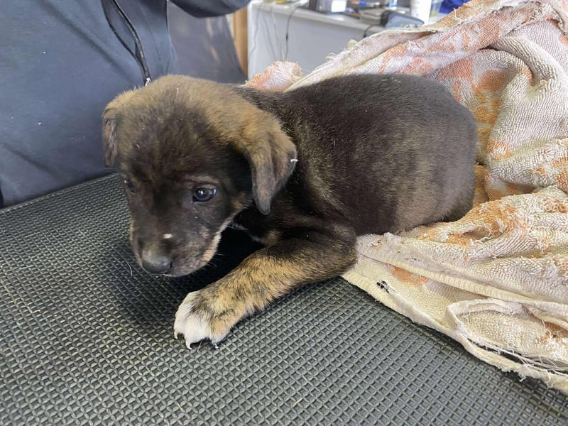 Gyurmi, kleiner zarter Welpe