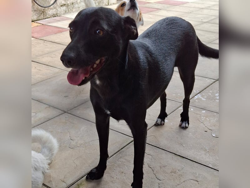Lola- sucht ein Zuhause / eine Pflegestelle