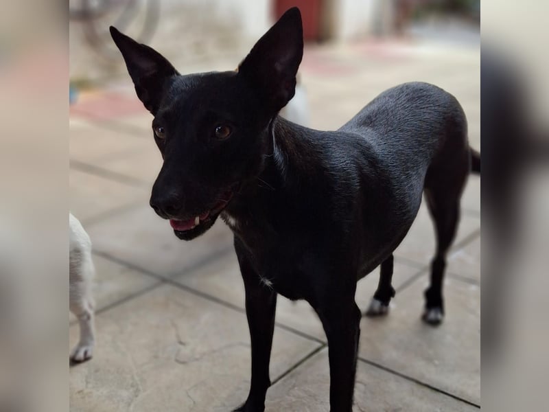 Lola- sucht ein Zuhause / eine Pflegestelle