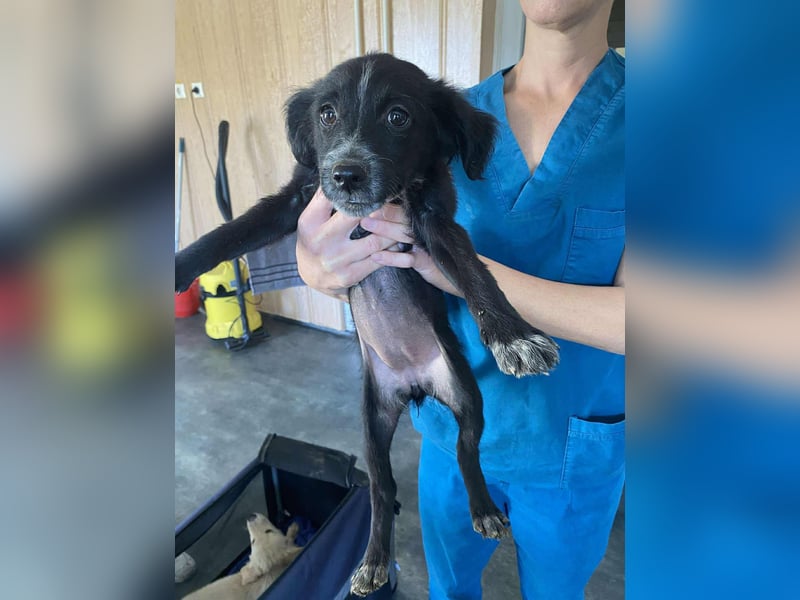 Fekete, kleine lebhafte Hündin