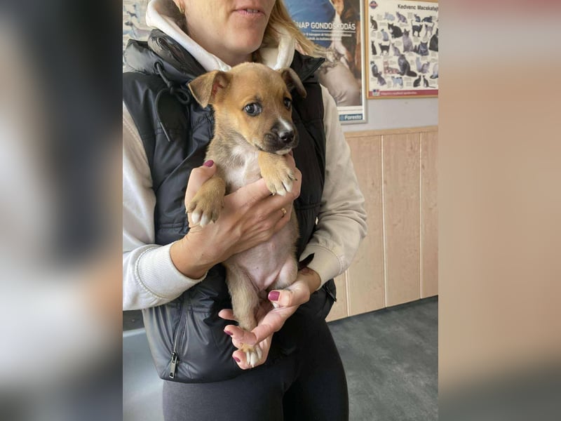 Silvia, verspielt und zutraulich