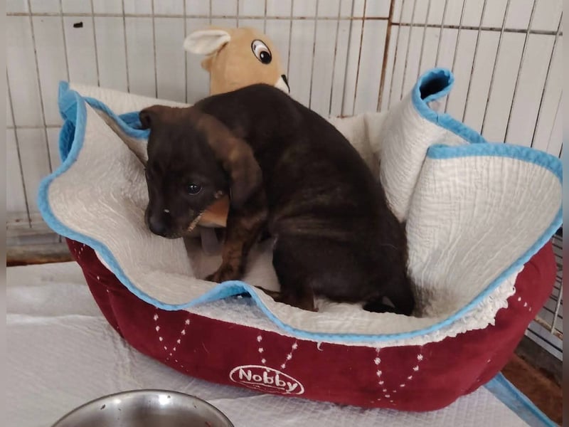 Gyurmi, kleiner zarter Welpe