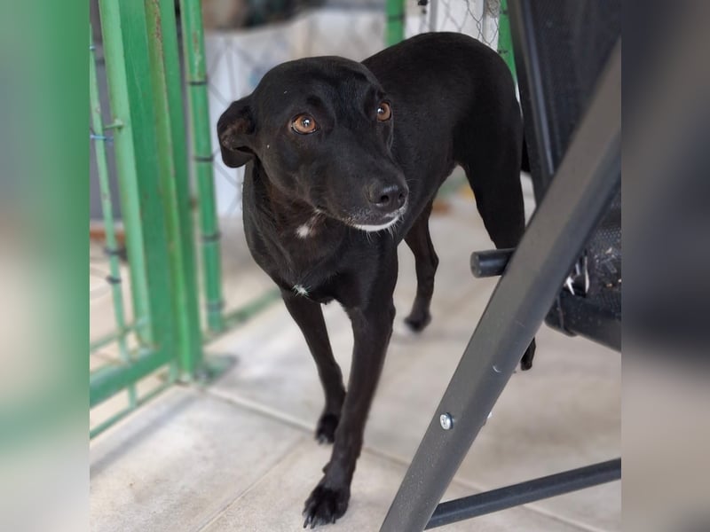 Lola- sucht ein Zuhause / eine Pflegestelle