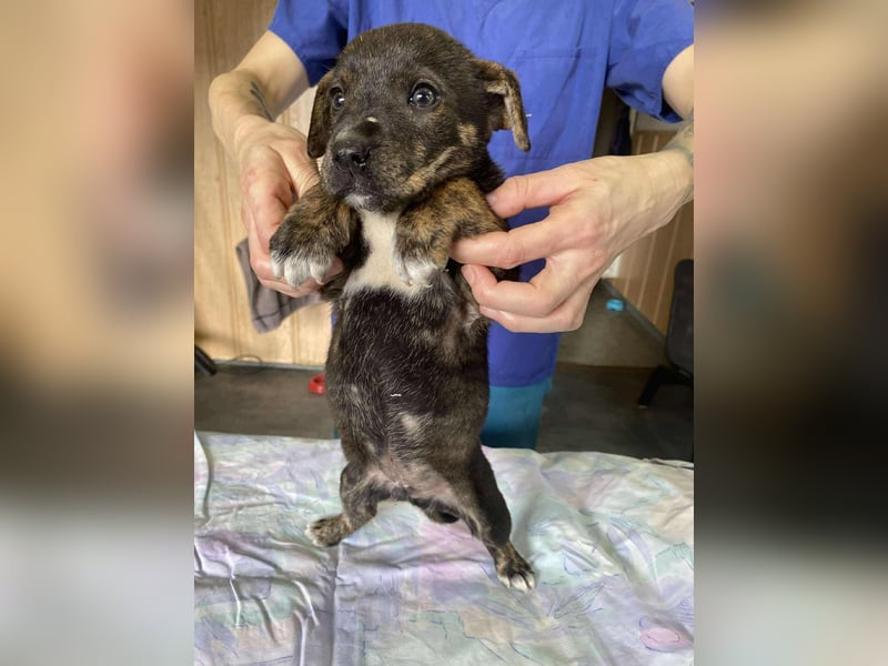 Gyurmi, kleiner zarter Welpe