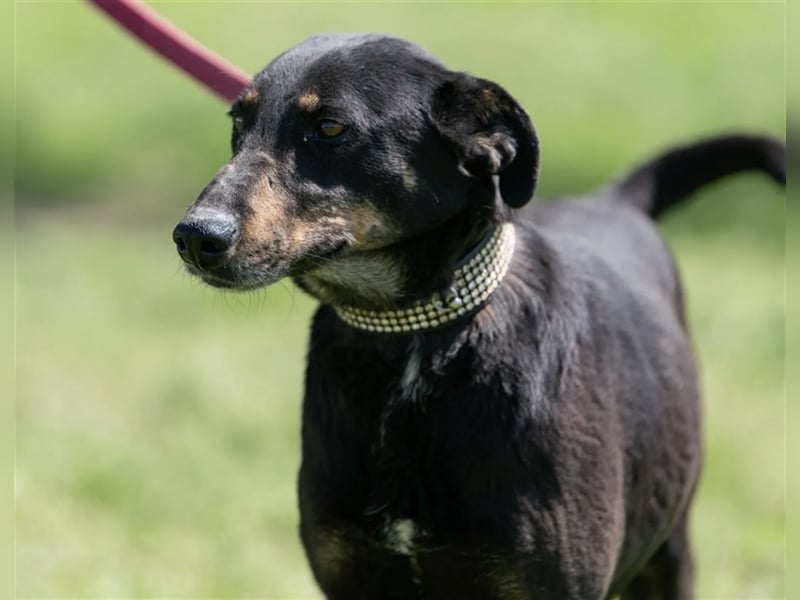 Gabriella, eine aufgeschlossene Maus sucht ihre Familie