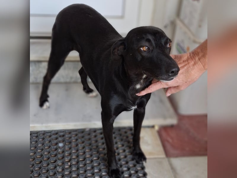 Lola- sucht ein Zuhause / eine Pflegestelle