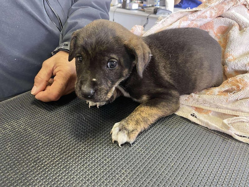 Gyurmi, kleiner zarter Welpe