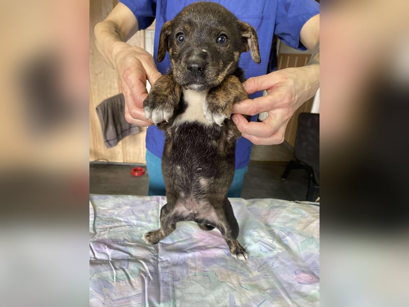 Gyurmi, kleiner zarter Welpe