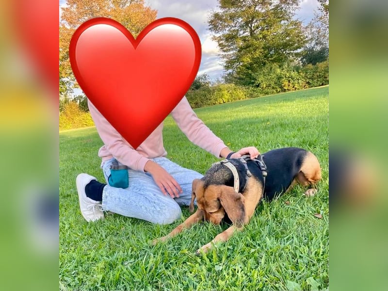 Bella: liebe Familienhündin sucht Zuhause