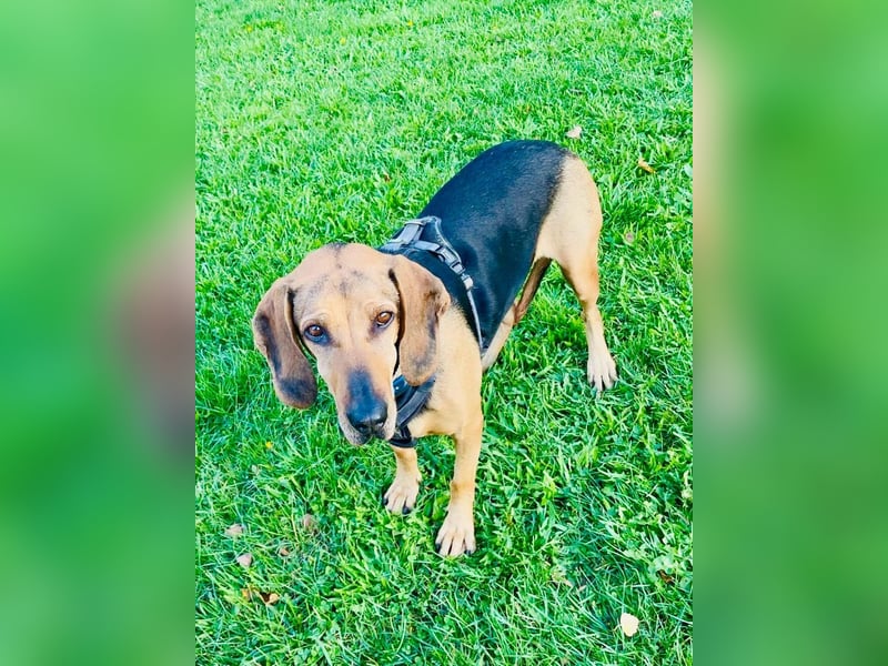 Bella: liebe Familienhündin sucht Zuhause
