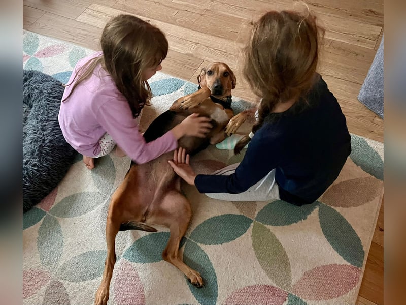 Bella: liebe Familienhündin sucht Zuhause