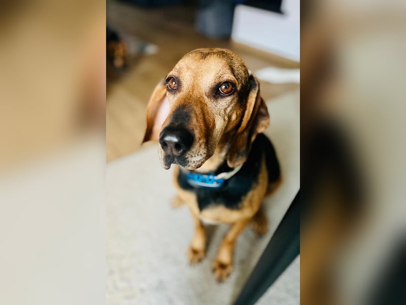 Bella: liebe Familienhündin sucht Zuhause