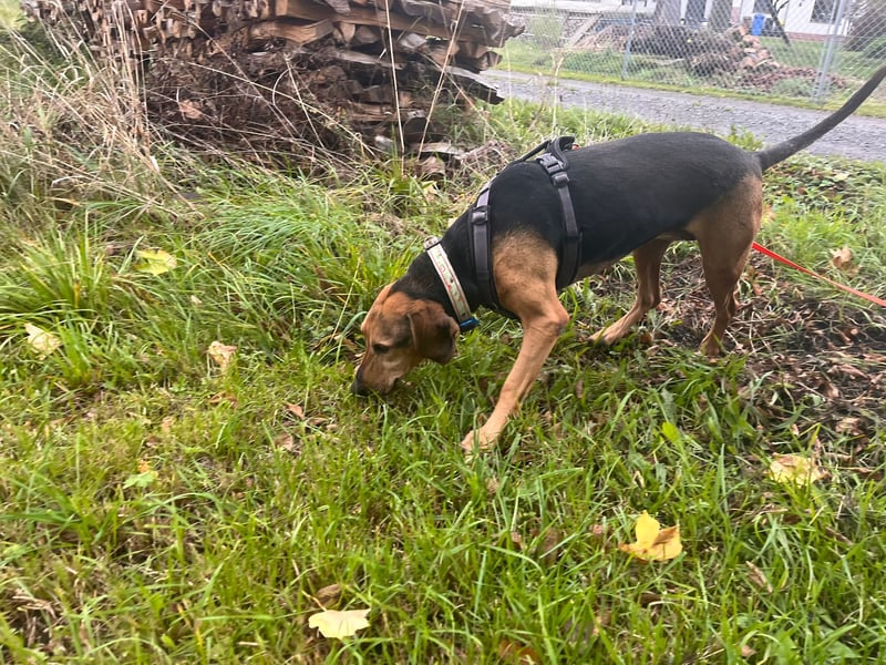 Bella: liebe Familienhündin sucht Zuhause