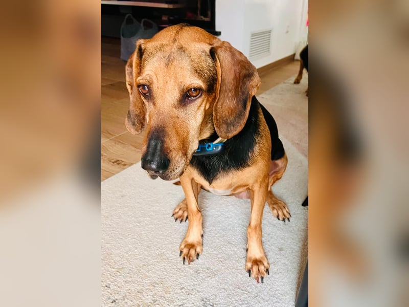 Bella: liebe Familienhündin sucht Zuhause