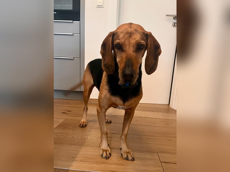 Bella: liebe Familienhündin sucht Zuhause