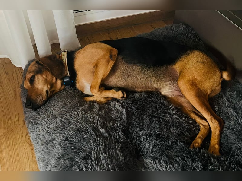 Bella: liebe Familienhündin sucht Zuhause