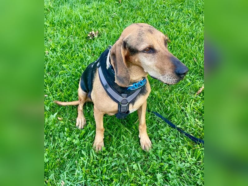Bella: liebe Familienhündin sucht Zuhause