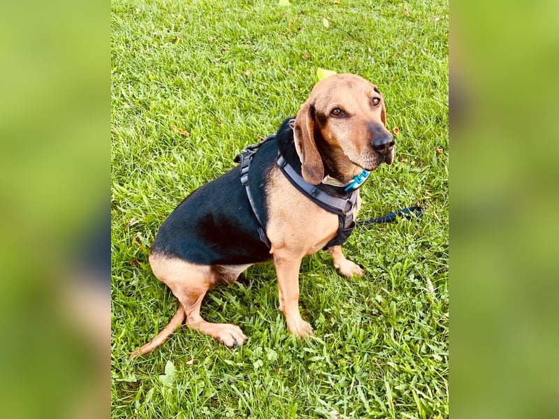 Bella: liebe Familienhündin sucht Zuhause