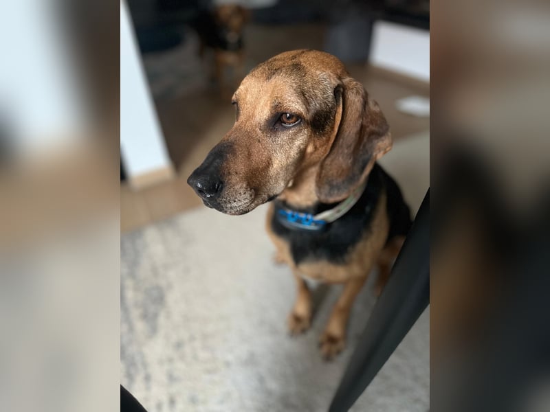 Bella: liebe Familienhündin sucht Zuhause