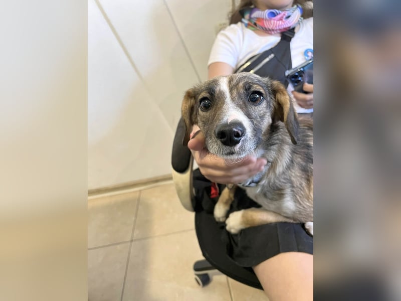 Süße Dale sucht ihr eigenes Zuhause Süße Dale sucht ihr eigenes Zuhause