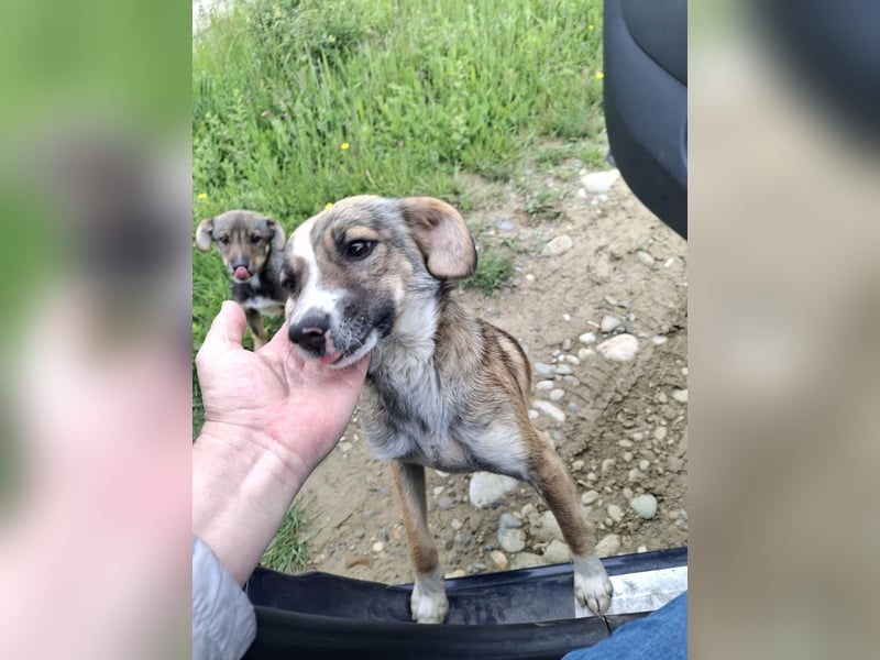 Süße Dale sucht ihr eigenes Zuhause Süße Dale sucht ihr eigenes Zuhause