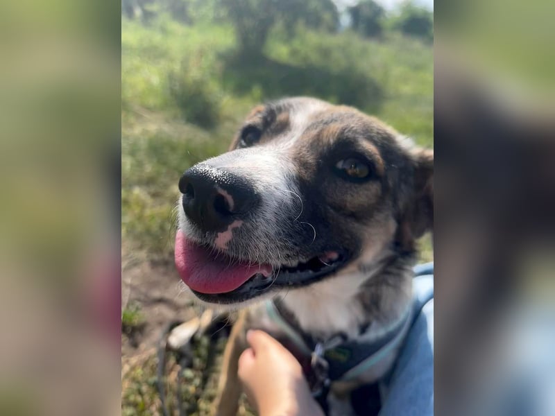 Süße Dale sucht ihr eigenes Zuhause Süße Dale sucht ihr eigenes Zuhause