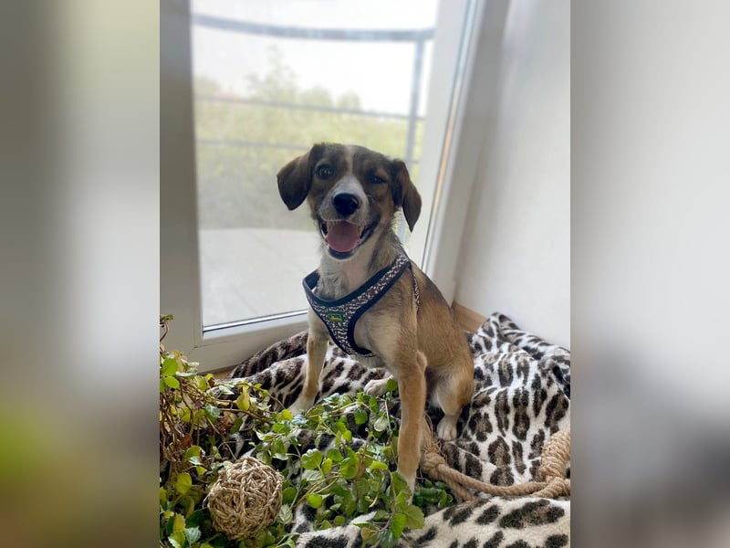 Süße Dale sucht ihr eigenes Zuhause Süße Dale sucht ihr eigenes Zuhause