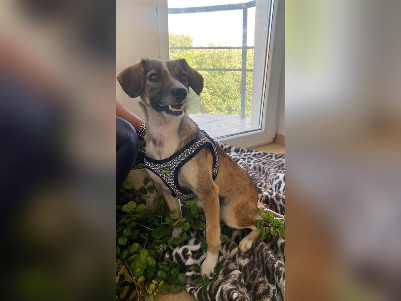 Süße Dale sucht ihr eigenes Zuhause Süße Dale sucht ihr eigenes Zuhause