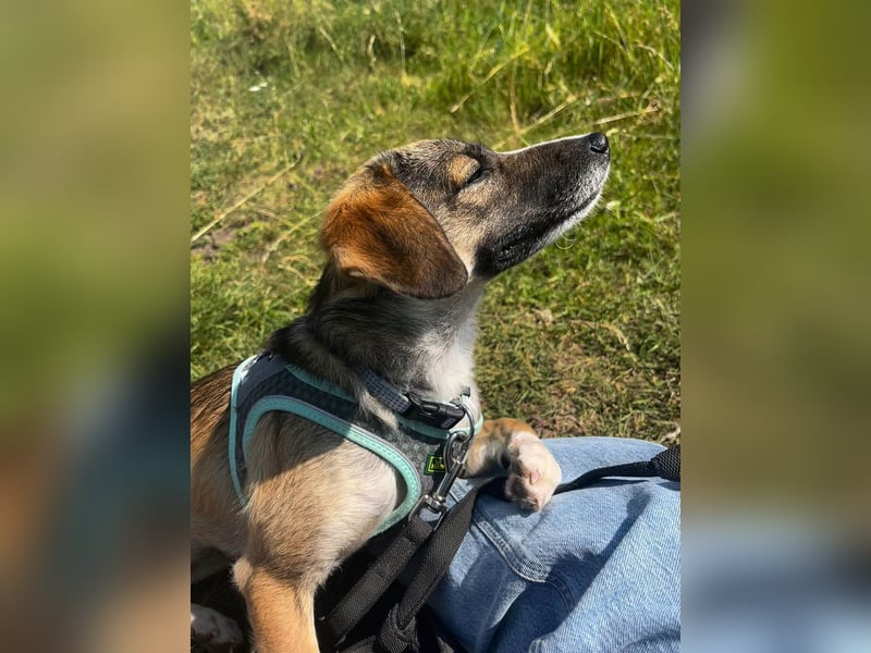 Süße Dale sucht ihr eigenes Zuhause Süße Dale sucht ihr eigenes Zuhause