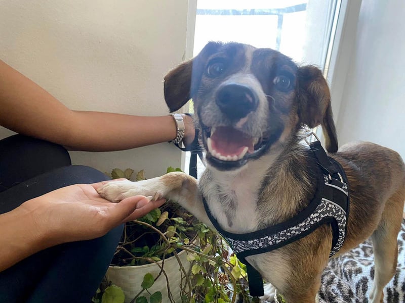 Süße Dale sucht ihr eigenes Zuhause Süße Dale sucht ihr eigenes Zuhause