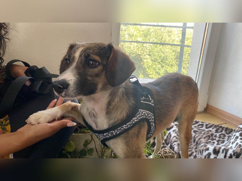 Süße Dale sucht ihr eigenes Zuhause Süße Dale sucht ihr eigenes Zuhause