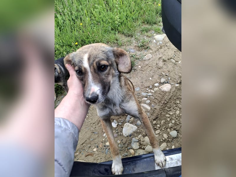 Süße Dale sucht ihr eigenes Zuhause Süße Dale sucht ihr eigenes Zuhause