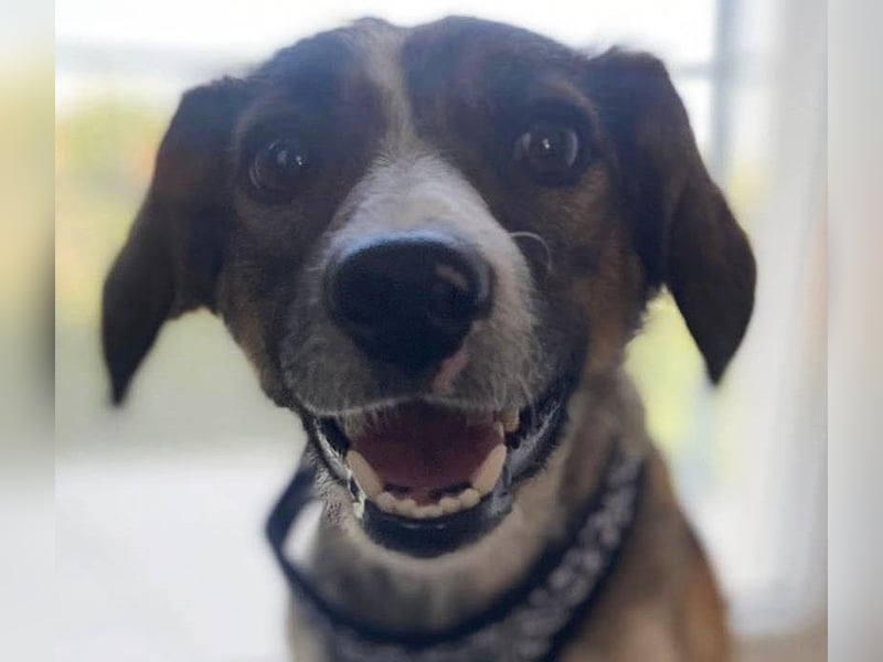 Süße Dale sucht ihr eigenes Zuhause Süße Dale sucht ihr eigenes Zuhause