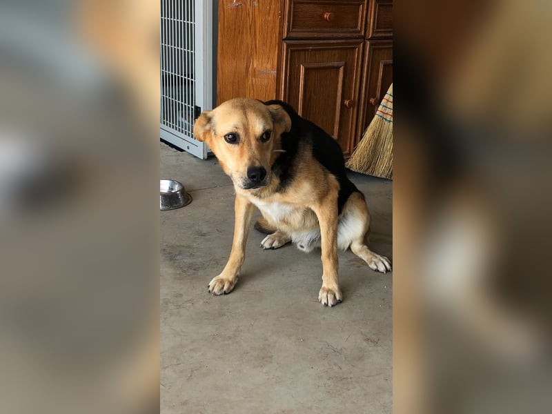 COCO ❤️ sucht Zuhause oder Pflegestelle