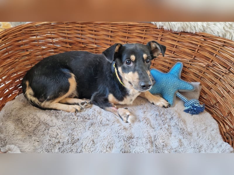ANTONY ❤️ sucht Zuhause oder Pflegestelle