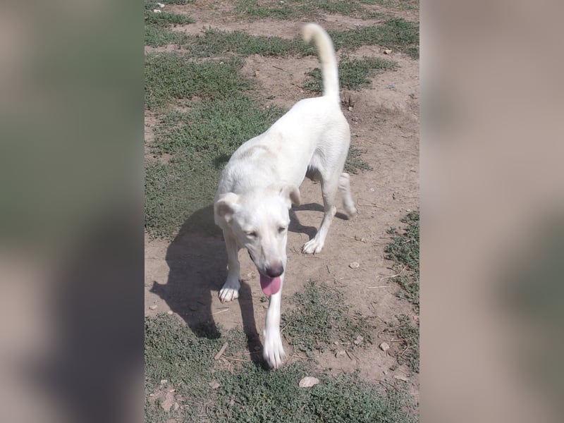 NOVA❤  sucht Zuhause oder Pflegestelle NOVA❤  sucht Zuhause oder Pflegestelle