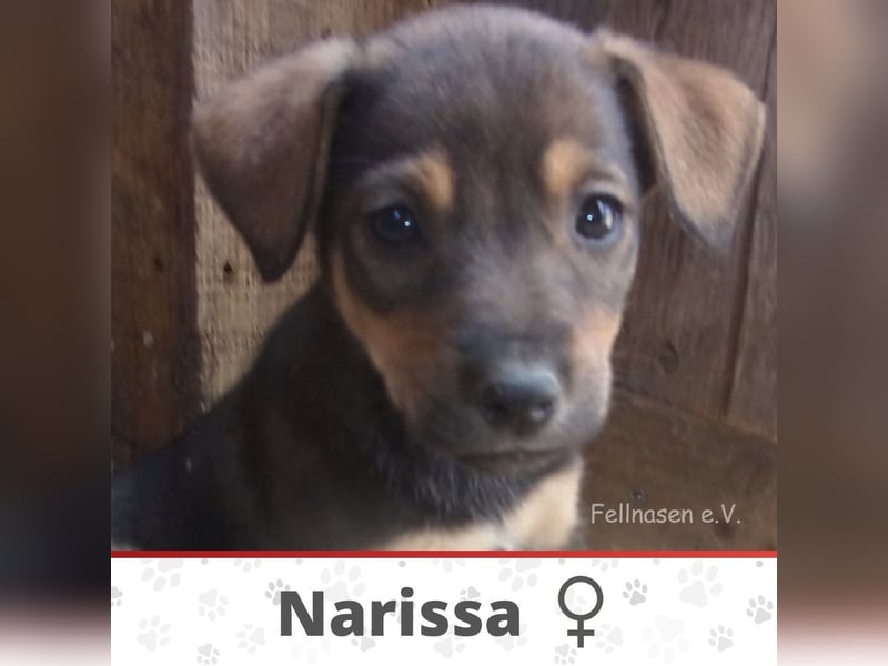 NARISSA ❤ EILIG! sucht Zuhause oder Pflegestelle