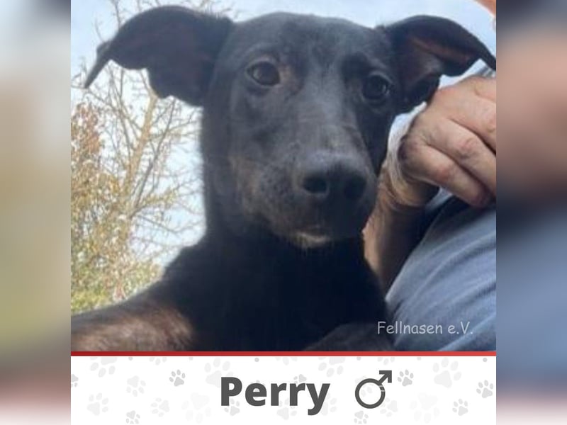PERRY ❤ sucht Zuhause oder Pflegestelle
