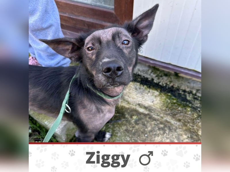 ZIGGY ❤ EILIG! sucht Zuhause oder Pflegestelle