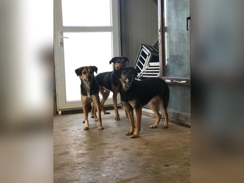 NAYLA ❤ EILIG! sucht Zuhause oder Pflegestelle