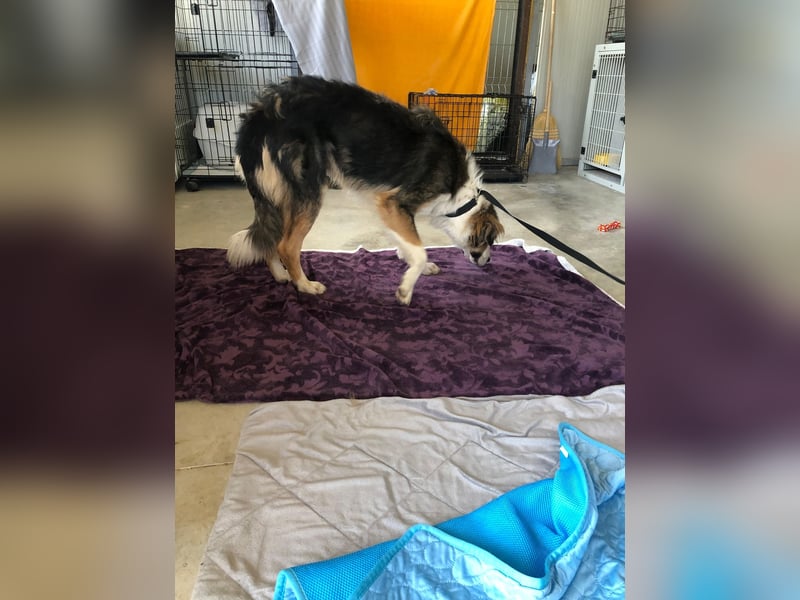DANY ❤️  sucht Zuhause oder Pflegestelle